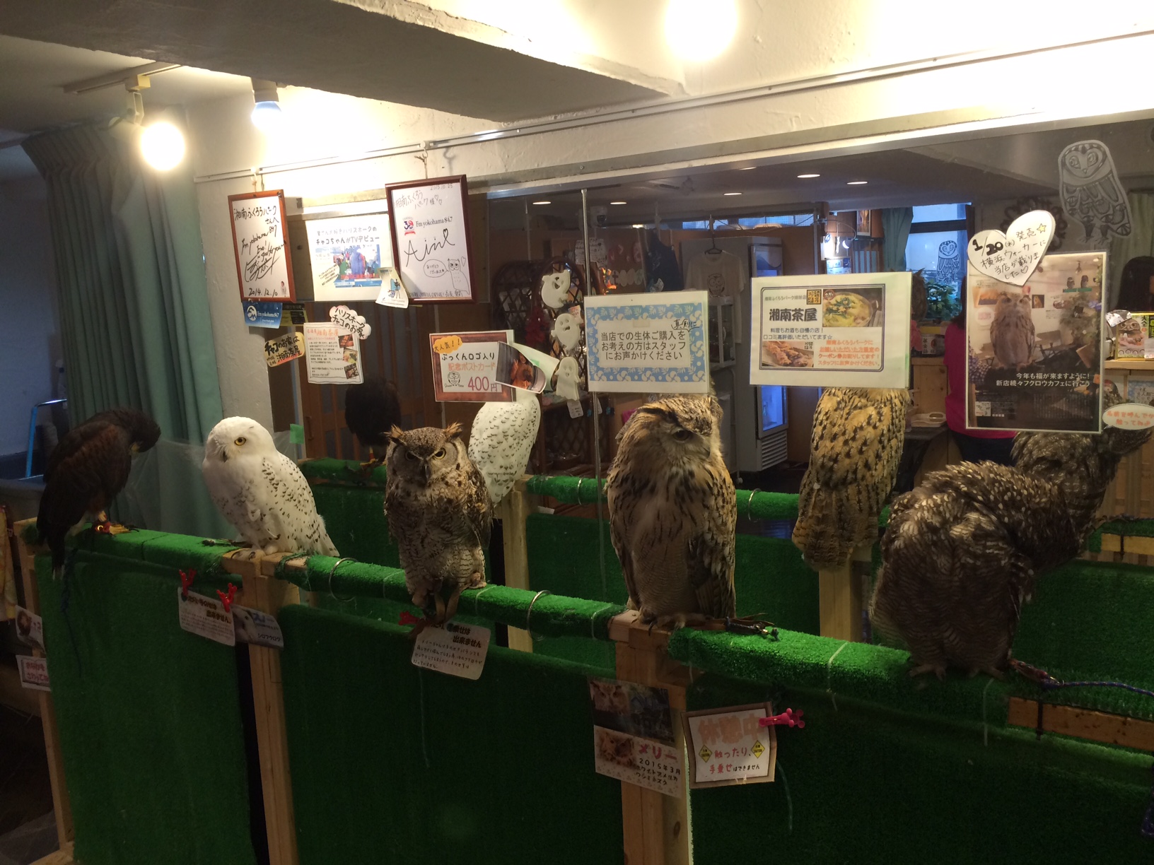 大きいふくろう 大きいふくろう