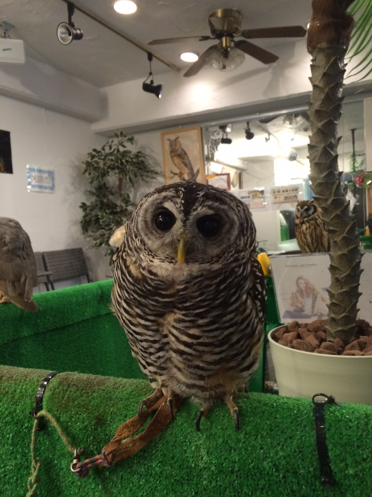 かわいいふくろう かわいいふくろう