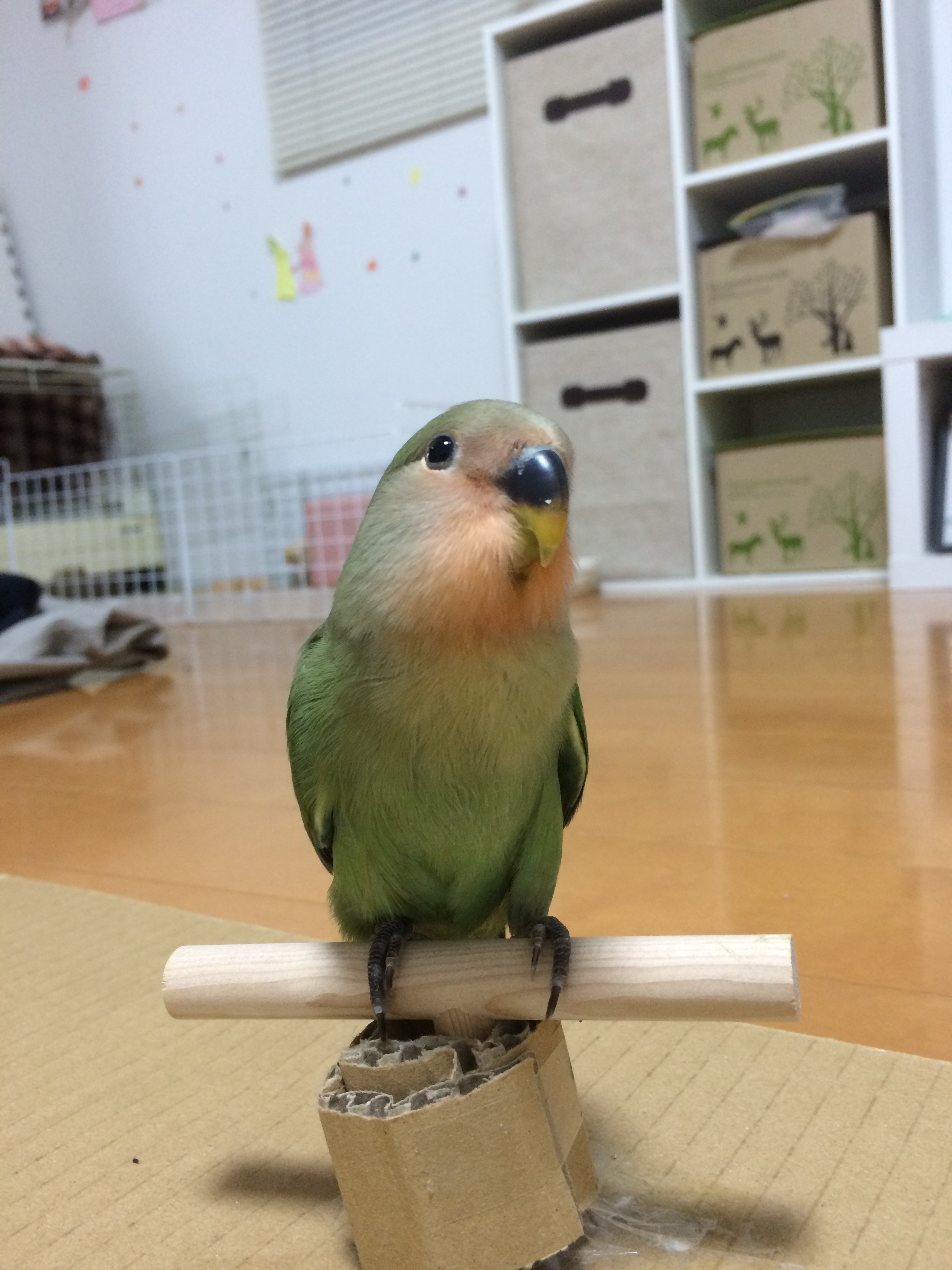 インコ インコ